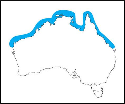 box jellyfish distribution|what does chironex fleckeri eat.